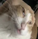 Cat_stupid