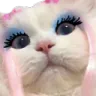 sasCat