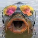 CoolCarp