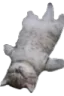 dedcat