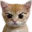 fafokitty