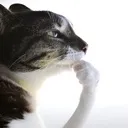 thinking