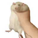 rat