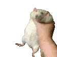 ratShaker