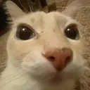 stare