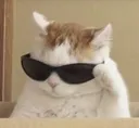 coolcat