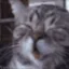 lolcat