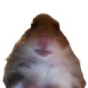 huh_hampter