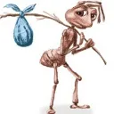 ant