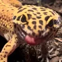 tongue
