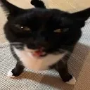 cat_confused