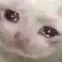 cat_sad