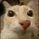 TonotoCat TonotoCat