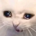 catsad