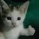 kitty
