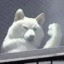 dog_Encourage