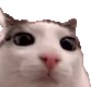 ZENc_catblank ZENc_catblank