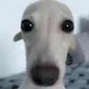 scareddog