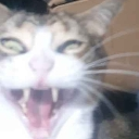 angrycat Discord emoji