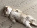 meepsdead meepsdead