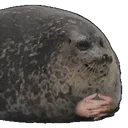 waiting_seal
