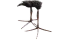 pukek