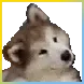 Husky_dog