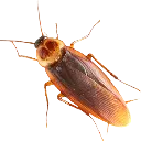 roach