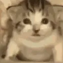 nuked