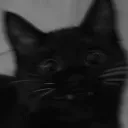 blazecatto