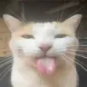 sillycat