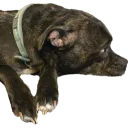 nanner_meredith_final4