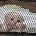 pookiejail