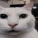 cursedcat