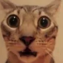 meowscare