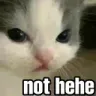 catnothehe