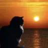 Catlife