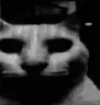 catdespair