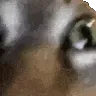 catinsane catinsane