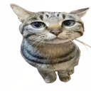 D7_Widecat Discord emoji