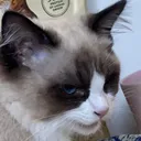 hehe