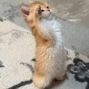 salute salute