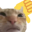 catnay catnay