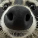 stare