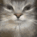 gunguscat Discord emoji