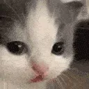 cathehehehe