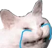 cry_cat