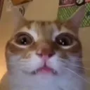 cat_stare