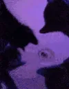 catvibe3