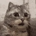 wtfCat